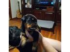 Rottweiler Puppy for sale in Huger, SC, USA