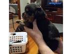 Cavapoo Puppy for sale in Huger, SC, USA