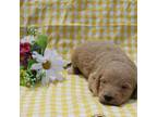 Labradoodle Puppy for sale in Loma, CO, USA