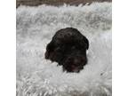 Labradoodle Puppy for sale in Loma, CO, USA