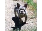 French Bulldog Puppy for sale in Akron, OH, USA