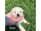 Labrador Retriever Puppy for sale in Chase City, VA, USA