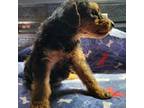 Welsh Terrier Puppy for sale in Maurice, IA, USA