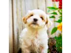 Maltipoo Puppy for sale in Newberry, SC, USA