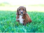 Cavapoo Puppy for sale in Newberry, SC, USA