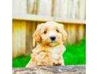 Maltipoo Puppy for sale in Newberry, SC, USA