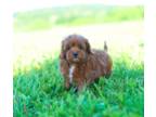 Cavapoo Puppy for sale in Newberry, SC, USA