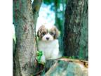 Cavapoo Puppy for sale in Newberry, SC, USA