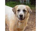 Adopt Molly a Great Pyrenees