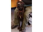 Adopt 24-06-1789 Reba a Cane Corso