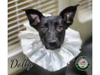 Adopt 24-06-1788b Dolly a Terrier