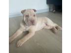 Chinese Shar-Pei Puppy for sale in Pflugerville, TX, USA