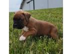 Boxer Puppy for sale in Shipshewana, IN, USA