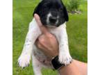 German Shorthaired Pointer Puppy for sale in Richlands, NC, USA