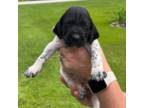 German Shorthaired Pointer Puppy for sale in Richlands, NC, USA