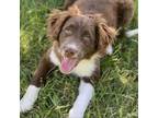 Adopt Coco a Retriever