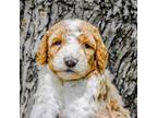 Mutt Puppy for sale in Oskaloosa, IA, USA