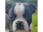 Boston Terrier Puppy for sale in Lucinda, PA, USA