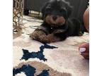 Yorkshire Terrier Puppy for sale in Raleigh, NC, USA