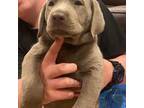 Labrador Retriever Puppy for sale in Sadler, TX, USA