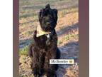 Black Russian Terrier Puppy for sale in Loganville, GA, USA