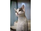 Adopt Berthe a Domestic Short Hair