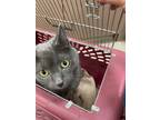 Adopt Blue a Russian Blue, Domestic Short Hair