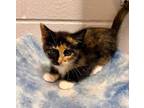 Adopt Wendy a Domestic Short Hair