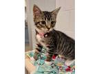 Adopt Lucy a Domestic Short Hair