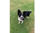 Adopt Stormy a Border Collie