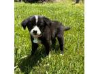 Adopt Webster pup 1 a Collie, Labrador Retriever