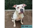 Adopt Lizzy a Pit Bull Terrier