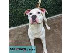 Adopt Strawberry Shortcake a Pit Bull Terrier
