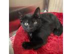 Adopt Licorice a Domestic Short Hair