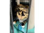 Adopt Morven a Domestic Short Hair