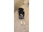 Adopt Arya a Husky, German Shepherd Dog