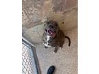 Adopt Reese Cup a Pit Bull Terrier