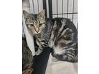 Adopt Nessie a Domestic Short Hair