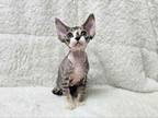 Hermione Calico Tricolor Tabby Devon Rex Girl