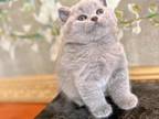 Luxury British Shorthair Kittens for Sale