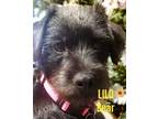Adopt Lilo Bear a Scottish Terrier