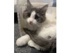 Adopt Sarita a Domestic Long Hair