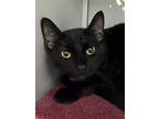 Adopt The Darkness a Domestic Short Hair