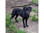 Adopt Lucky a Labrador Retriever