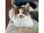 Adopt Lola a Domestic Short Hair