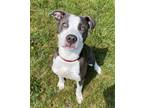 Adopt Penny Blue a Pit Bull Terrier, Mixed Breed