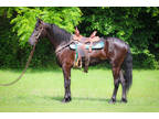 Unique Hard to Find Gaited Friesian Fox Trotter Cross Gelding, Rides and Drives