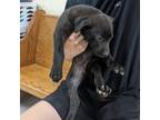 Adopt Papaya a Labrador Retriever