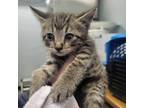 Adopt Blueberry a Domestic Short Hair