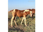 23 Weanling Filly. - Smooths Delta Elan